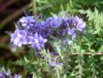 Phacelia tanacetifolia , Floraison de Phacélie à feuilles de Tanaisie, Graines de  Phacelia tanacetifolia, Graines de Phacélie à feuilles de Tanaisie